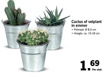 Aanbiedingen Cactus of vetplant in emmer - Huismerk - Lidl - Geldig van 13/11/2017 tot 19/11/2017 bij Lidl