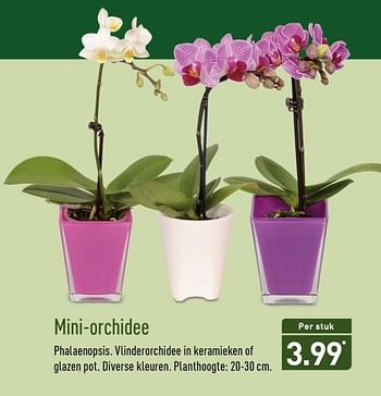 Aanbiedingen Mini-orchidee - Huismerk - Aldi - Geldig van 13/11/2017 tot 19/11/2017 bij Aldi