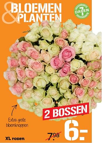 Aanbiedingen Xl rozen - Huismerk - Coop - Geldig van 13/11/2017 tot 19/11/2017 bij Coop
