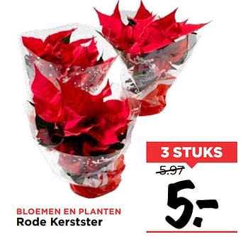 Aanbiedingen Bloemen en planten rode kerstster - Huismerk Vomar - Geldig van 19/11/2017 tot 25/11/2017 bij Vomar