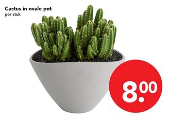 Aanbiedingen Cactus in ovale pot - Huismerk deen supermarkt - Geldig van 19/11/2017 tot 25/11/2017 bij Deen Supermarkten