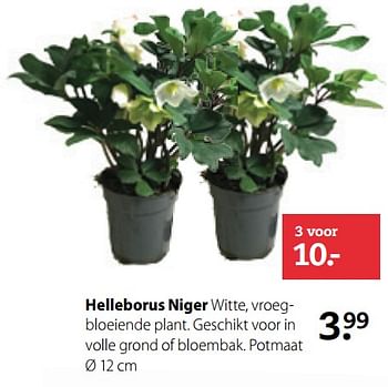 Aanbiedingen Helleborus niger - Huismerk- Boerenbond - Geldig van 20/11/2017 tot 03/12/2017 bij Boerenbond