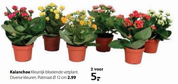 Aanbiedingen Kalanchoe - Huismerk- Boerenbond - Geldig van 20/11/2017 tot 03/12/2017 bij Boerenbond