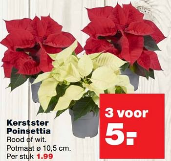 Aanbiedingen Kerstster poinsettia - Huismerk - Praxis - Geldig van 27/11/2017 tot 03/12/2017 bij Praxis