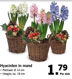 Aanbiedingen Hyacinten in mand - Huismerk - Lidl - Geldig van 27/11/2017 tot 03/12/2017 bij Lidl