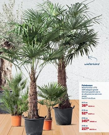 Aanbiedingen Palmbomen - Huismerk - Makro - Geldig van 18/06/2019 tot 01/09/2019 bij Makro