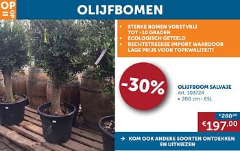 Aanbiedingen Olijfbomen olijfboom salvaje - Geldig van 20/08/2019 tot 23/09/2019 bij Zelfbouwmarkt
