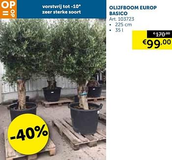 Aanbiedingen Olijfboom europ basico - Geldig van 08/10/2019 tot 04/11/2019 bij Zelfbouwmarkt