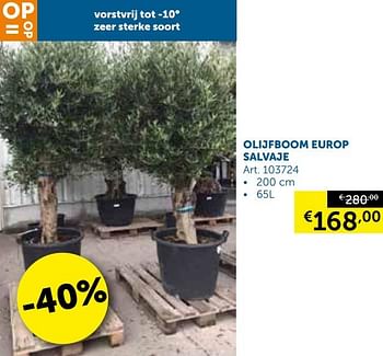 Aanbiedingen Olijfboom europ salvaje - Geldig van 08/10/2019 tot 04/11/2019 bij Zelfbouwmarkt