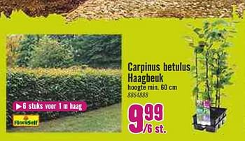 Aanbiedingen Carpinus betulus haagbeuk - FloraSelf - Geldig van 30/03/2020 tot 26/04/2020 bij Hornbach