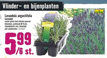 Aanbiedingen Lavandula angustifolia lavendel - Huismerk Hornbach - Geldig van 30/03/2020 tot 26/04/2020 bij Hornbach
