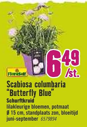 Aanbiedingen Scabiosa columbaria butterfly blue schurftkruid - Huismerk Hornbach - Geldig van 30/03/2020 tot 26/04/2020 bij Hornbach