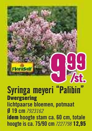 Aanbiedingen Syringa meyeri palibin dwergsering - FloraSelf - Geldig van 30/03/2020 tot 26/04/2020 bij Hornbach