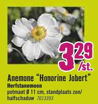 Aanbiedingen Anemone honorine jobert herfstanemoon - Huismerk Hornbach - Geldig van 30/03/2020 tot 26/04/2020 bij Hornbach
