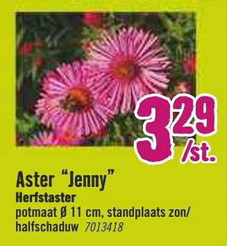 Aanbiedingen Aster jenny herfstaster - Huismerk Hornbach - Geldig van 30/03/2020 tot 26/04/2020 bij Hornbach