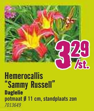 Aanbiedingen Hemerocallis sammy russell daglelie - Huismerk Hornbach - Geldig van 30/03/2020 tot 26/04/2020 bij Hornbach