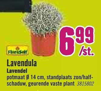 Aanbiedingen Lavendula lavendel - FloraSelf - Geldig van 30/03/2020 tot 26/04/2020 bij Hornbach
