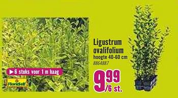 Aanbiedingen Ligustrum ovalifolium - FloraSelf - Geldig van 30/03/2020 tot 26/04/2020 bij Hornbach