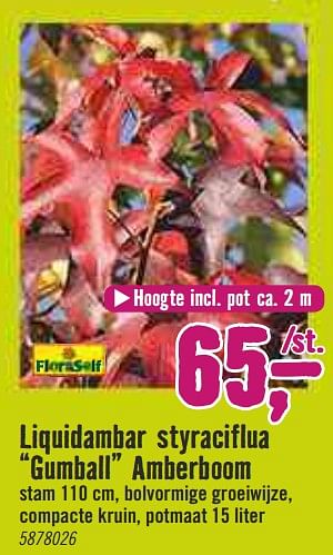 Aanbiedingen Liquidambar styraciflua gumball amberboom - FloraSelf - Geldig van 30/03/2020 tot 26/04/2020 bij Hornbach