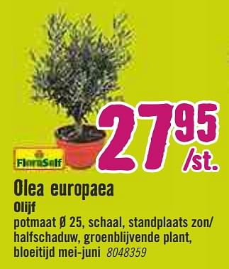 Aanbiedingen Olea europaea olijf - FloraSelf - Geldig van 30/03/2020 tot 26/04/2020 bij Hornbach