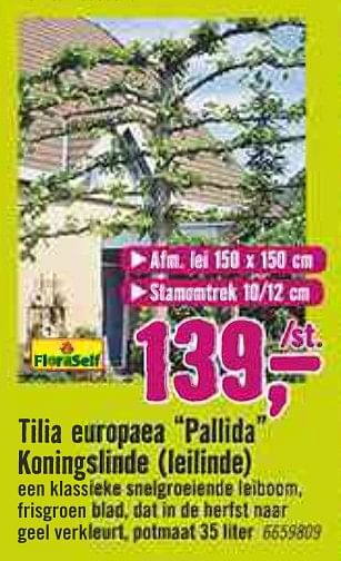 Aanbiedingen Tilia europaea pallida kaningslinde leilinde - FloraSelf - Geldig van 30/03/2020 tot 26/04/2020 bij Hornbach