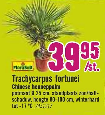 Aanbiedingen Trachycarpus fortunei chinese henneppalm - FloraSelf - Geldig van 30/03/2020 tot 26/04/2020 bij Hornbach