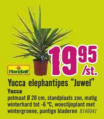 Aanbiedingen Yucca elephantipes juwel yucca - FloraSelf - Geldig van 30/03/2020 tot 26/04/2020 bij Hornbach