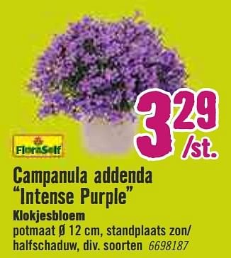 Aanbiedingen Campanula addenda intense purple klokjesbloem - FloraSelf - Geldig van 30/03/2020 tot 26/04/2020 bij Hornbach
