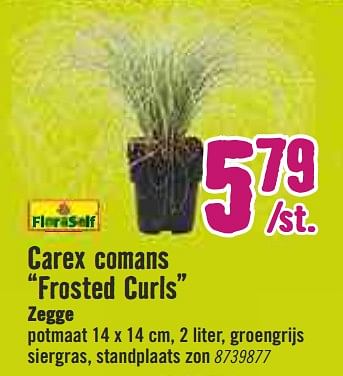 Aanbiedingen Carex comans frosted curls zegge - FloraSelf - Geldig van 30/03/2020 tot 26/04/2020 bij Hornbach
