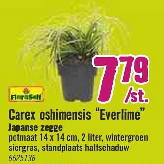 Aanbiedingen Carex oshimensis everlime japanse zegge - FloraSelf - Geldig van 30/03/2020 tot 26/04/2020 bij Hornbach