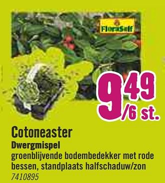 Aanbiedingen Cotoneaster dwergmispel - FloraSelf - Geldig van 30/03/2020 tot 26/04/2020 bij Hornbach