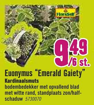 Aanbiedingen Euonymus emerald gaiety kardinaalsmuts - FloraSelf - Geldig van 30/03/2020 tot 26/04/2020 bij Hornbach