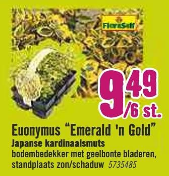 Aanbiedingen Euonymus emerald `n gold japanse kardinaalsmuts - FloraSelf - Geldig van 30/03/2020 tot 26/04/2020 bij Hornbach