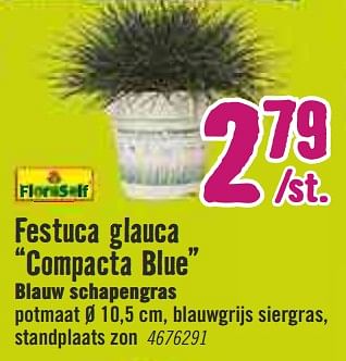 Aanbiedingen Festuca glauca compacta blue - FloraSelf - Geldig van 30/03/2020 tot 26/04/2020 bij Hornbach