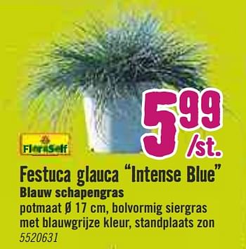 Aanbiedingen Festuca glauca ntense blue blauw schapengras - FloraSelf - Geldig van 30/03/2020 tot 26/04/2020 bij Hornbach