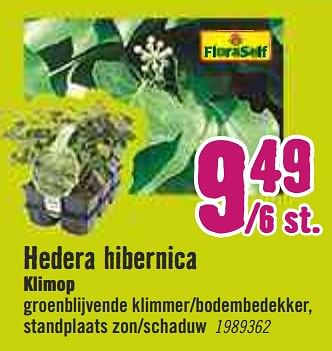 Aanbiedingen Hedera hibernica klimop - FloraSelf - Geldig van 30/03/2020 tot 26/04/2020 bij Hornbach