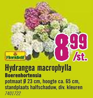 Aanbiedingen Hydrangea macrophylla boerenhortensia - FloraSelf - Geldig van 30/03/2020 tot 26/04/2020 bij Hornbach
