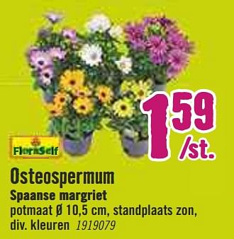 Aanbiedingen Osteospermum spaanse margriet - FloraSelf - Geldig van 30/03/2020 tot 26/04/2020 bij Hornbach