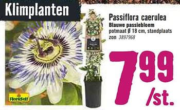 Aanbiedingen Passiflora caerulea blauwe passiebloem - FloraSelf - Geldig van 30/03/2020 tot 26/04/2020 bij Hornbach