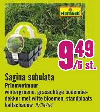 Aanbiedingen Sagina subulata priemvetmuur - FloraSelf - Geldig van 30/03/2020 tot 26/04/2020 bij Hornbach