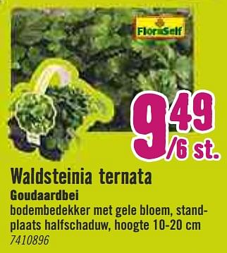 Aanbiedingen Waldsteinia ternata goudaardbei - FloraSelf - Geldig van 30/03/2020 tot 26/04/2020 bij Hornbach