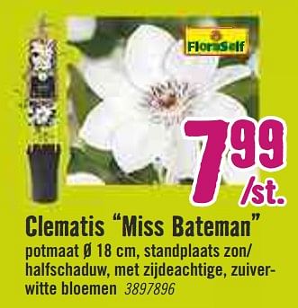 Aanbiedingen Clematis miss bateman - FloraSelf - Geldig van 30/03/2020 tot 26/04/2020 bij Hornbach