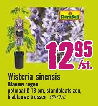 Aanbiedingen Wisteria sinensis blauwe regen - FloraSelf - Geldig van 30/03/2020 tot 26/04/2020 bij Hornbach