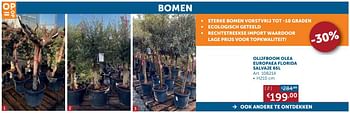 Aanbiedingen Olijfboom olea europaea florida salvaje 65l - Geldig van 04/05/2020 tot 25/05/2020 bij Zelfbouwmarkt