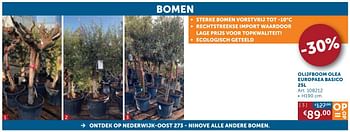Aanbiedingen Olijfboom olea europaea basico - Geldig van 26/05/2020 tot 22/06/2020 bij Zelfbouwmarkt