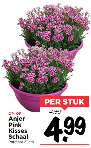 Aanbiedingen Anjer pink kisses schaal - Huismerk Vomar - Geldig van 19/07/2020 tot 25/07/2020 bij Vomar