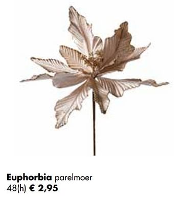 Aanbiedingen Euphorbia parelmoer - Huismerk - Multi Bazar - Geldig van 02/11/2020 tot 30/11/2020 bij Multi Bazar