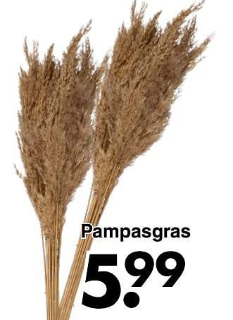 Aanbiedingen Pampasgras - Huismerk - Wibra - Geldig van 20/09/2021 tot 02/10/2021 bij Wibra
