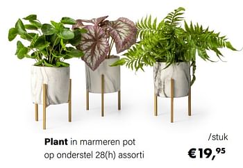 Aanbiedingen Plant in marmeren pot op onderstel - Huismerk - Multi Bazar - Geldig van 21/03/2022 tot 05/06/2022 bij Multi Bazar