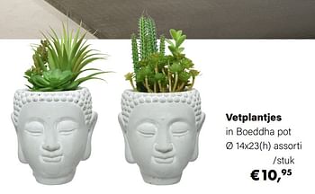Aanbiedingen Vetplantjes in boeddha pot - Huismerk - Multi Bazar - Geldig van 21/03/2022 tot 05/06/2022 bij Multi Bazar
